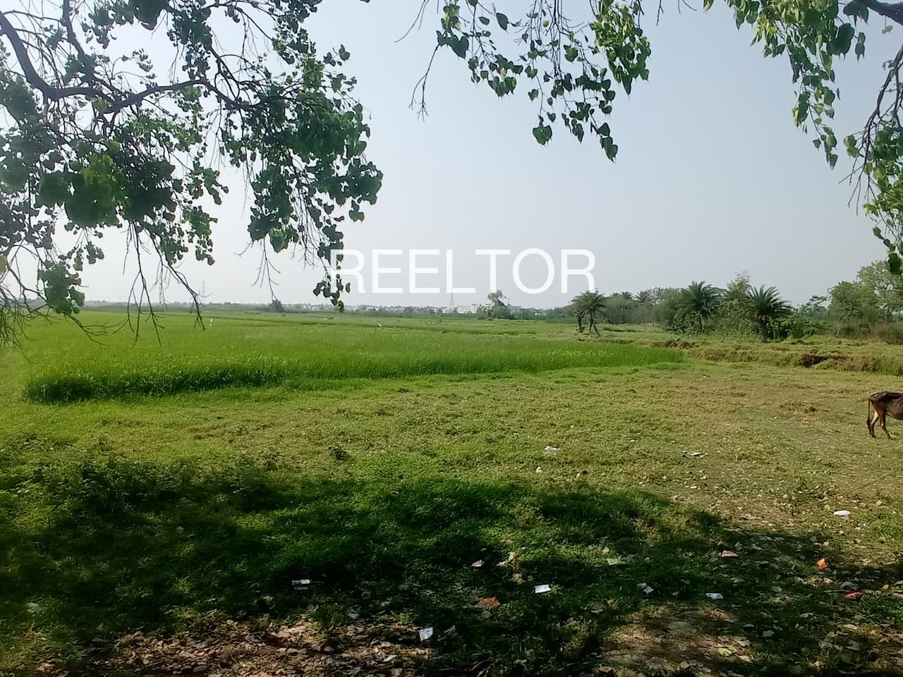 Buy 4 Bhk In Masola Mangrulpir