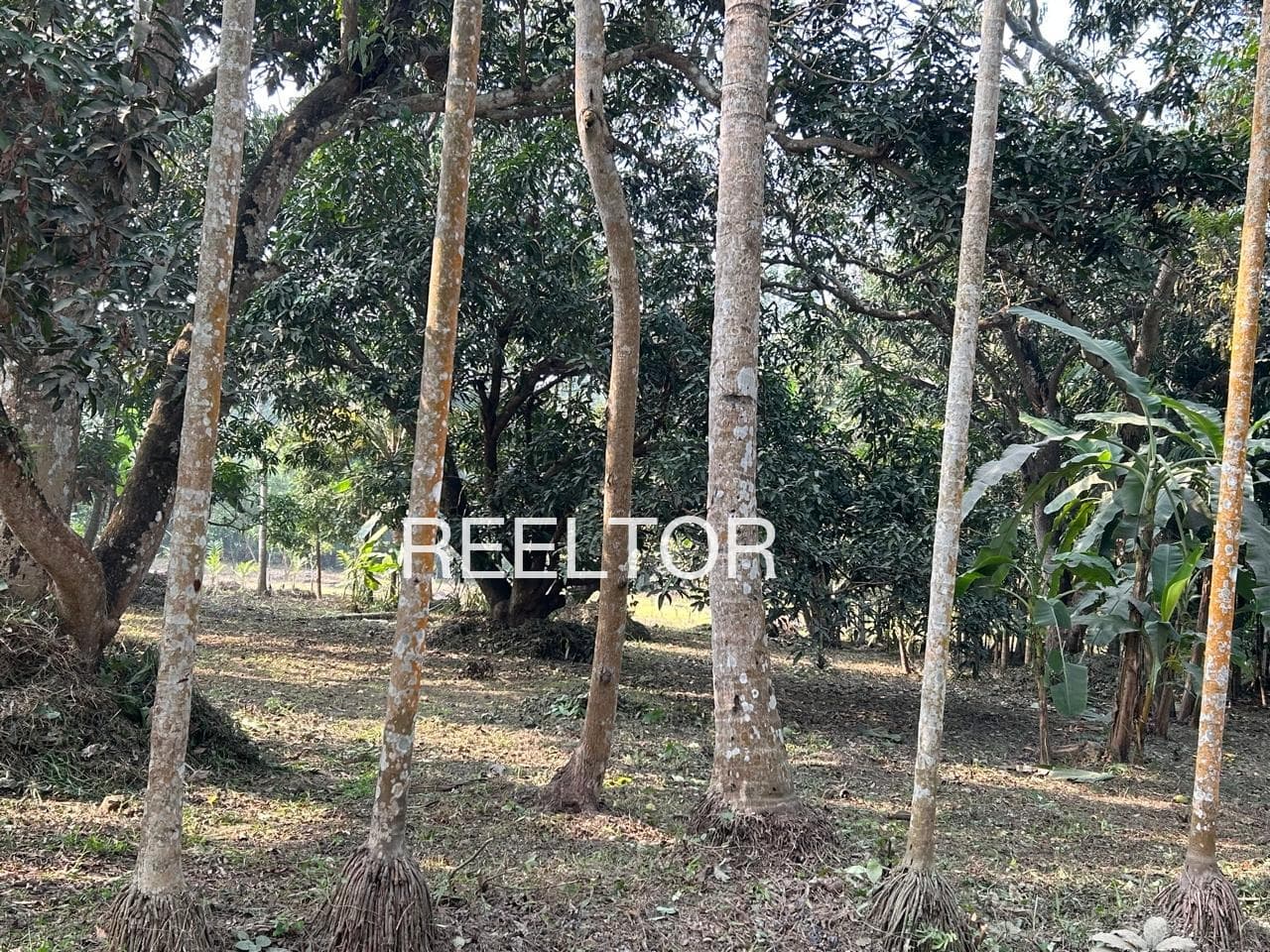 Available 2 Bhk In Samor Mandi