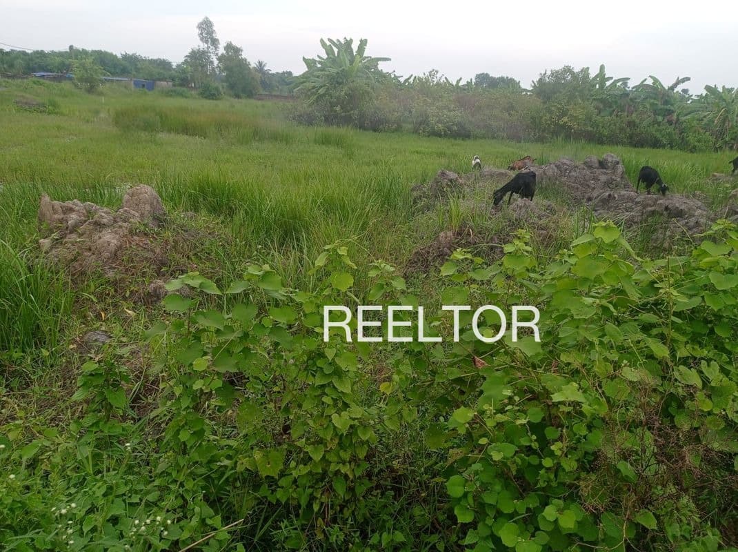 Buy 4 Bhk In Samnos Chachyot