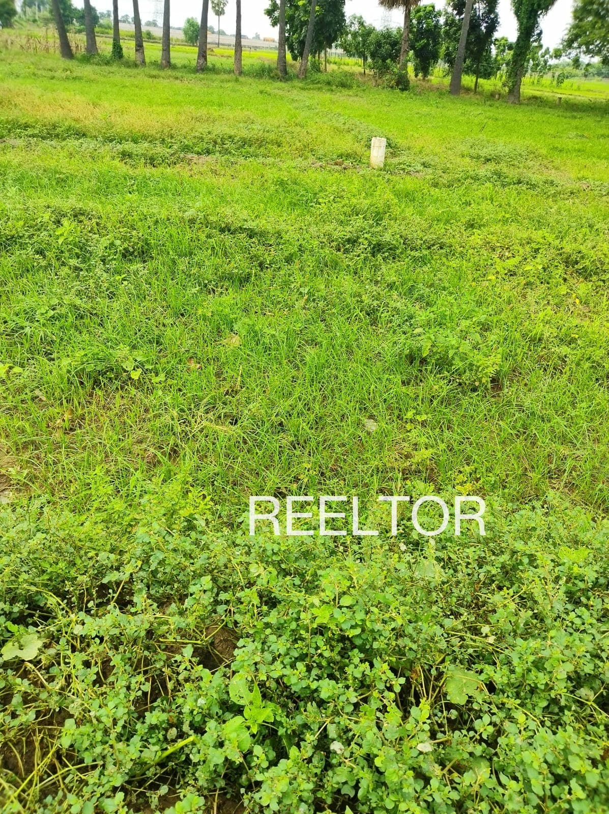 Buy 4 Bhk In Panjhet Mandi