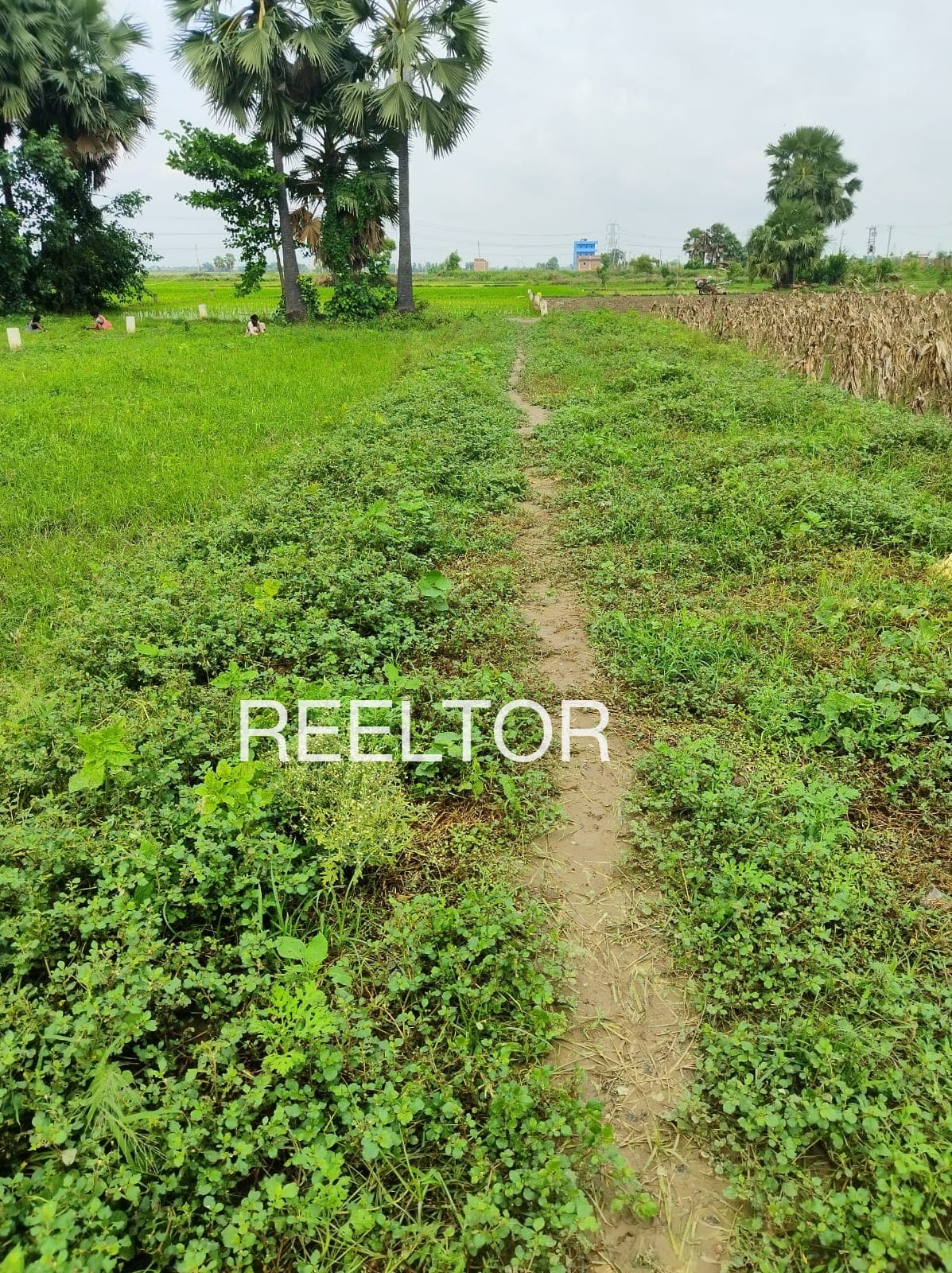 Available 2 Bhk In Beerampura Rajgarh