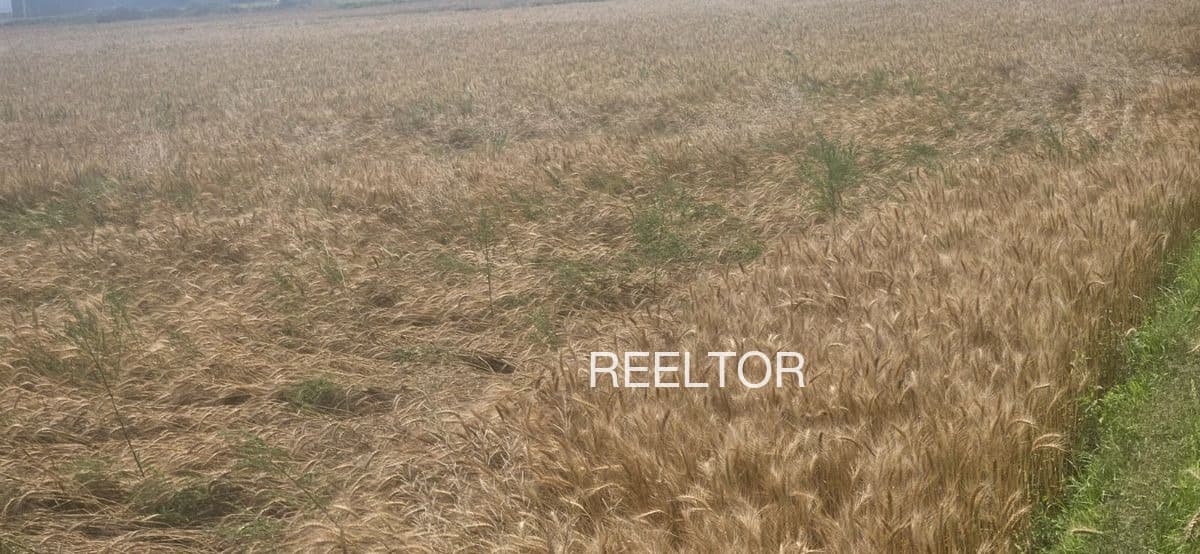 Plot For Sale In Nidadavole